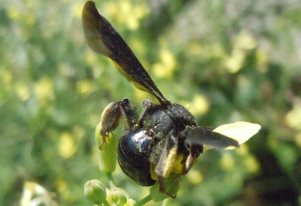Andrena morio?